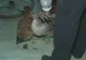 Dosarul "Vulpea", rezolvat! Au furat găinile, dar nu s-au ales nici măcar cu o friptură