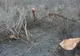 FOTO: Sute de arbori, tăiați dintr-o arie naturală protejată din Bacău! Masacrul are loc cu girul Guvernului