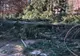 FOTO: Brazi smulși din rădăcină de vântul puternic la Slănic Moldova! Parcul stațiunii, devastat de furtună