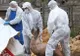 Focar de pestă porcină africană în coasta Bacăului. Șase localități sunt în zona de protecție. Sunt supravegheate 28 de localități