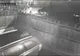 VIDEO: Cum se fură o pisică de rasă în Bacău în cinci secunde. Proprietarul oferă recompensă și depune plângere la poliție