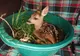 FOTO:Un puiuț de căprioară speriat, găsit în lunca Bistriței. Micuța Bambi a fost hrănită și va fi eliberată când va mai crește