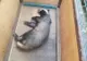VIDEO: Un bursuc, musafir nepoftit în casa unui băcăuan. Animalul, prins între casă și gard, a fost eliberat de jandarmi