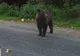 RO-ALERT: Atenție, un urs umblă prin Onești! Populația, avertizată să se ferească!