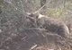 ULTIMA ORĂ:  Un urs a fost prins în laț, la Dofteana. Animalul este păzit de jandarmi până la sosirea specialiștilor