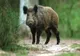 Încă două focare de pestă porcină confirmate în Bacău! Liber la împușcat mistreți