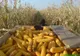 Prins la furat în lanul de porumb
