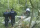 Prinşi în flagrant când tăiau arbori