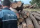 Amenzi aplicate și material lemnos confiscat de polițiștii din Bacău
