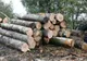 29 de arbori, tăiați ilegal de un bărbat din Asău