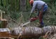 Reţinut de poliţişti pentru tăiere ilegală şi furt de arbori     