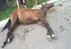 CRUZIME FĂRĂ MARGINI! Au bătut un cal până l-au omorât