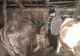 Bovine furate din județul Bacău de doi vrânceni, găsite tocmai în județul Galați