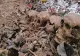 Descoperire istorică, în Bacău: rămășițele a 6 soldați, găsite de un arheolog amator - cine erau. VIDEO