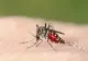 Un om a murit, iar alți doi sunt în spital după ce s-au infectat cu virusul West Nile. Avertismentul medicilor