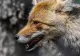Invazie de vulpi într-o localitate din Mehedinți! Animalele sălbatice au atacat gospodăriile și se plimbă libere pe străzi: Oamenii sunt disperați