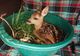 FOTO:Un puiuț de căprioară speriat, găsit în lunca Bistriței. Micuța Bambi a fost hrănită și va fi eliberată când va mai crește