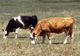 PREMIERĂ MONDIALĂ: TAXE PE EMISIILE DE CARBON LA VACI ȘI PORCI