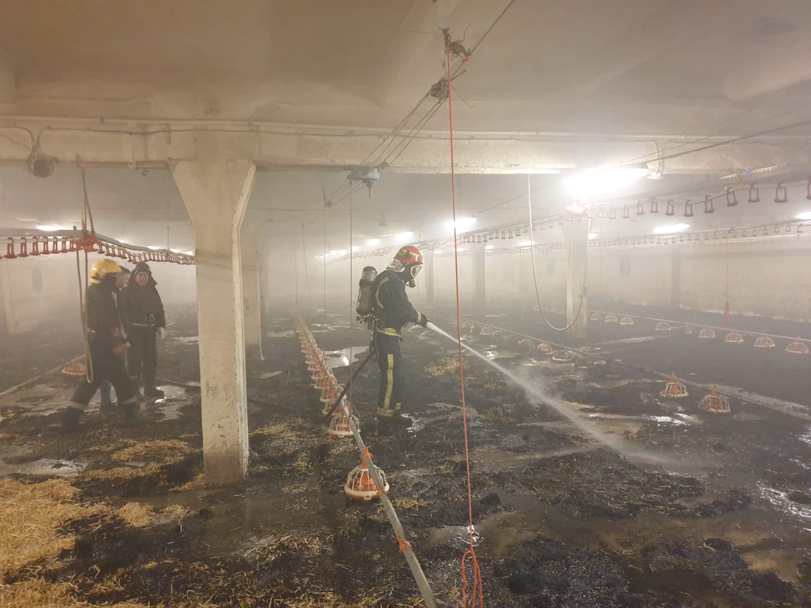 Foto Incendiu La Ferma De PÄƒsÄƒri De La Racova Puii CrescuÈ›i Pentru Carne Au Fost SalvaÈ›i Realitatea De BacÄƒu